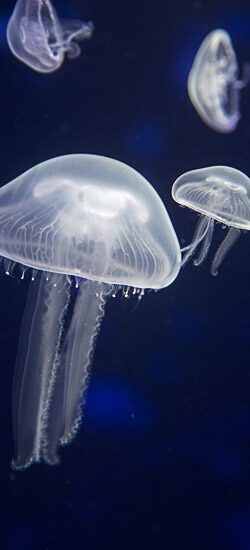 Méduse aurélie - Encyclopédie des espèces - Aquarium La Rochelle