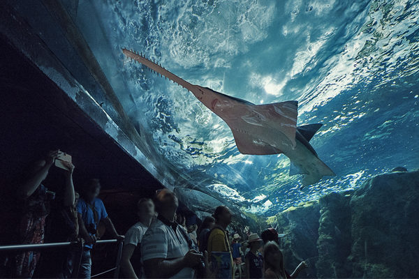 Aquarium Bretagne - Océanopolis