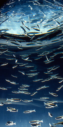 Zoologie : les vocalises trompeuses du bébé veau marin