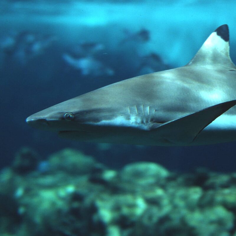 Requin à Pointe Noire (CARCHARHINUS MELANOPTERUS) - Copyright Océanopolis