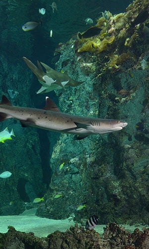 Naissance de 3 requins à pointes blanches - Océanopolis