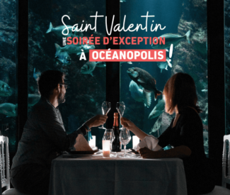 Votre soirée de St Valentin à Océanopolis