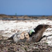 Deux phoques gris équipés de balises réhabilités par l’association ACMOM
